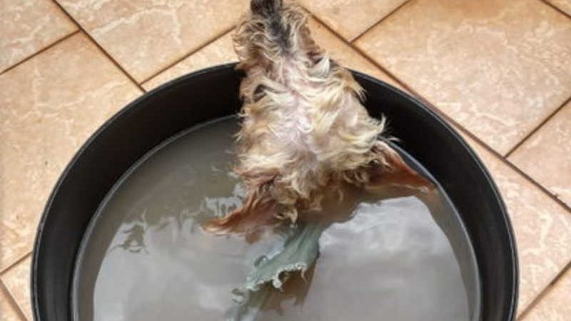 Cachorro é colocado em balde d’água e pendurado em varal em Apucarana, PR; tutor confessa maus-tratos