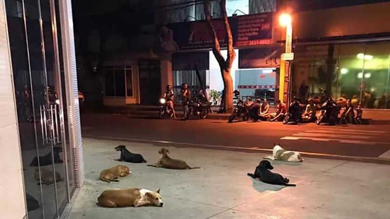Seis cachorros aguardam ansiosos na porta de hospital que tutor em situação de rua foi internado