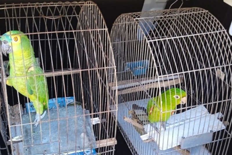Após denúncia, pássaros em situação de maus-tratos são resgatados em Douradina, PR