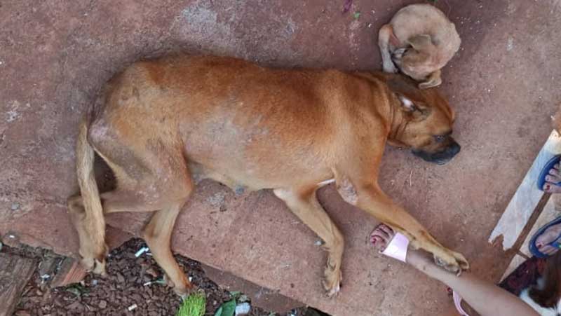 Moradora de Faxinal (PR) é detida por maus-tratos contra cães