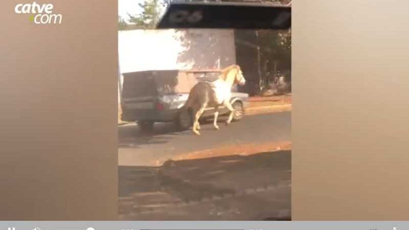 Vídeo: motorista puxa cavalo com carro em movimento em Foz do Iguaçu, PR