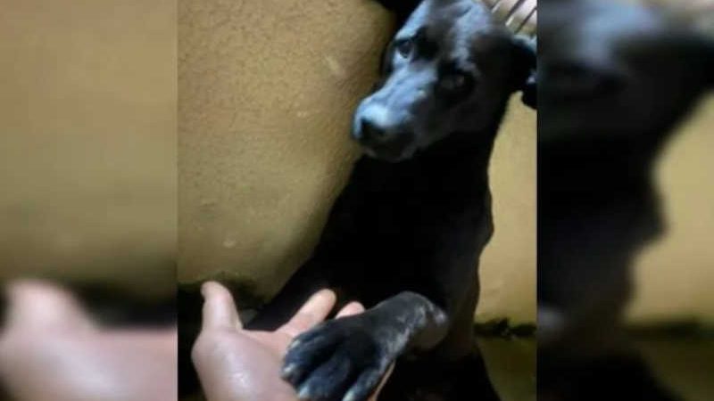 Imagens fortes: pets tentam ”ajudar” cão atropelado. Motorista fugiu