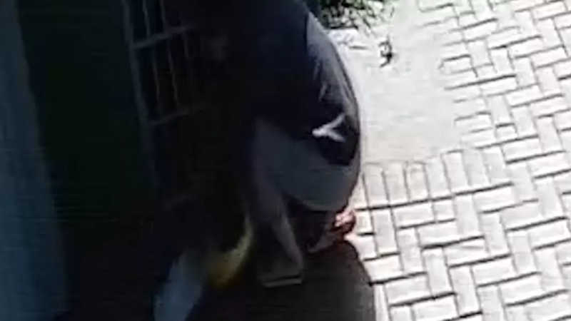 Câmera flagra mulher furtando ração para cães de rua em Maringá, PR; assista