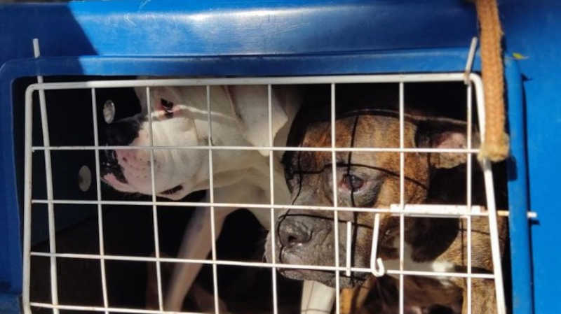 Bem-Estar Animal de Maringá (PR) resgata cinco cães e multa tutor em R$ 10 mil