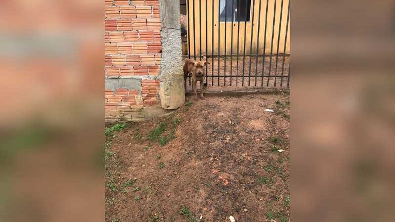 Homem estupra cachorro e acaba preso em Ponta Grossa, PR