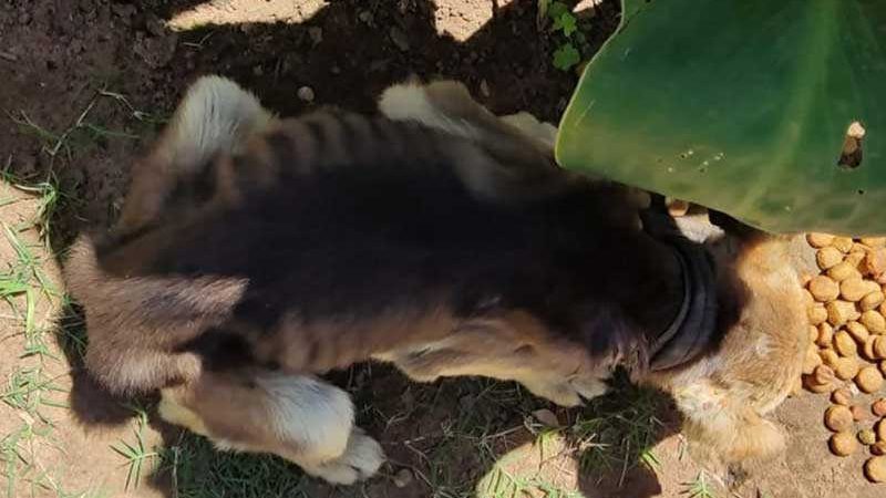 Homem é preso em flagrante por maus-tratos, e 4 cães desnutridos são resgatados em Ponta Grossa, PR