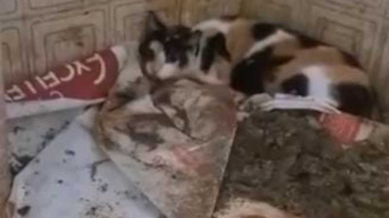 Vídeo mostra resgate de gatos em situação de maus-tratos em Cabo Frio (Foto: Reprodução)