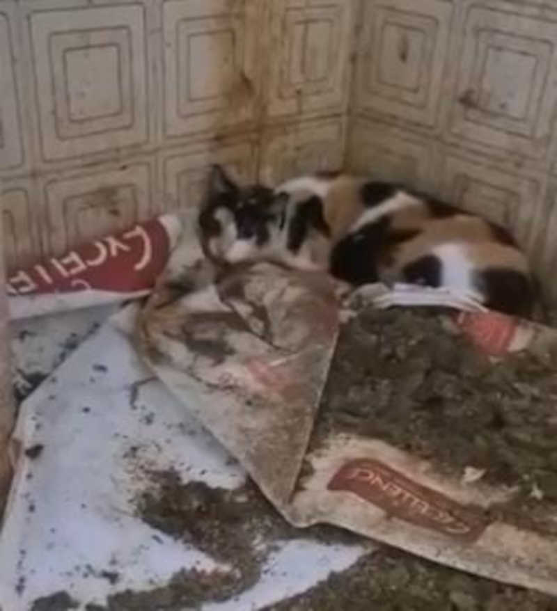 Trinta e cinco gatos são resgatados em situação de maus-tratos em Cabo Frio, RJ; VÍDEOS