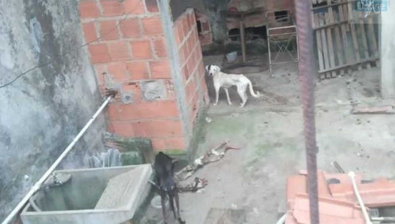 Ação conjunta resgata animais que sofriam maus-tratos em Nilópolis, RJ