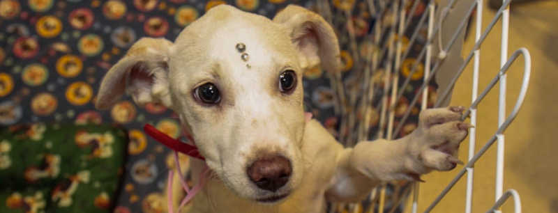 Lei proíbe a retirada das cordas vocais de cães no município de Nilópolis, RJ