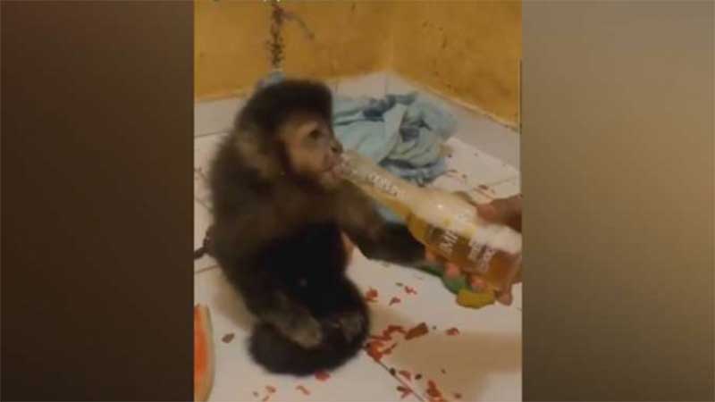 Vídeo mostra homem dando cerveja para macaco acorrentado