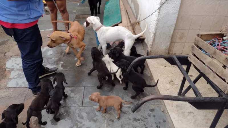Foram resgatados 18 cães, sendo 15 filhotes. Foto: SMPDA / Divulgação