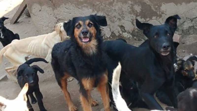 Protetores enfrentam saga para salvar cachorros em situação de abandono em São Pedro da Aldeia, RJ