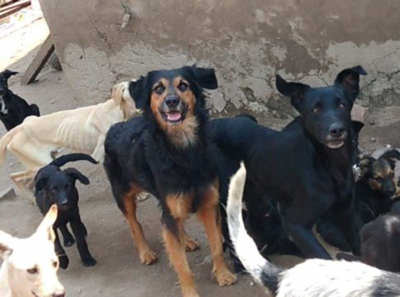 Protetores enfrentam saga para salvar cachorros em situação de abandono em São Pedro da Aldeia, RJ