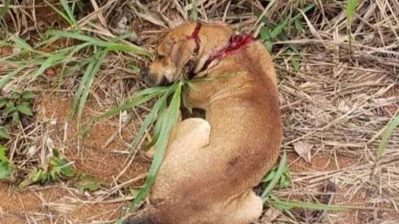 Cachorro gravemente ferido e agonizando é resgatado por ONG, que denuncia escalada de maus-tratos; vídeo