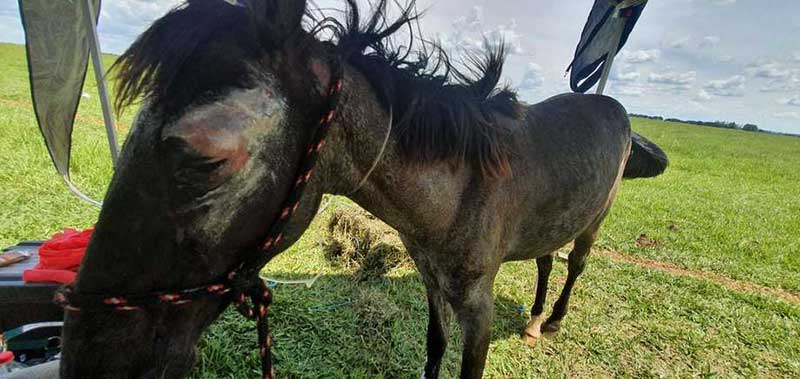 PMA prende e multa tutor de égua que foi abandonada em pasto sem alimentação em Campo Grande, MS
