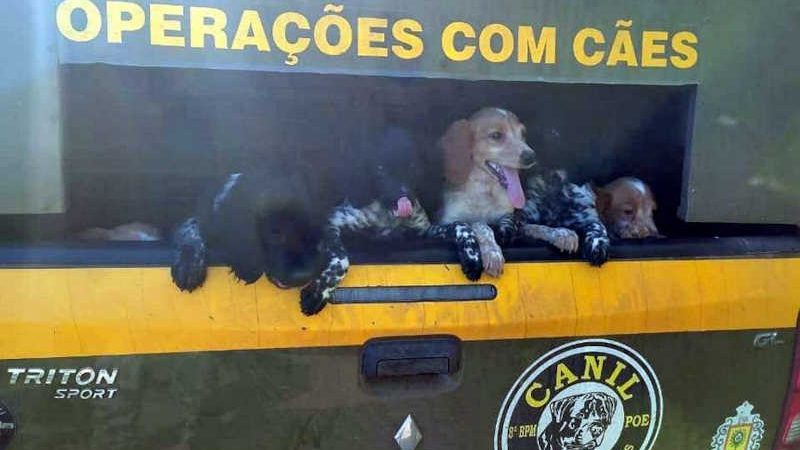 Brigada Militar resgata 18 cães em situação de maus-tratos em Osório, RS