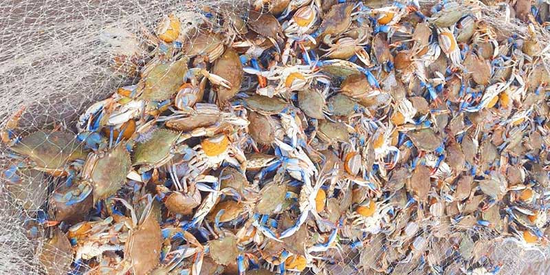 Pescadores são presos com 80 quilos de fêmeas ovadas de siri azul na praia do Cassino, em Rio Grande, RS