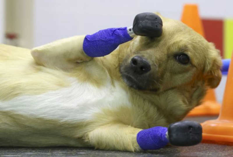 Cadela que quase foi sacrificada por lesões ganha próteses de titânio na Rússia