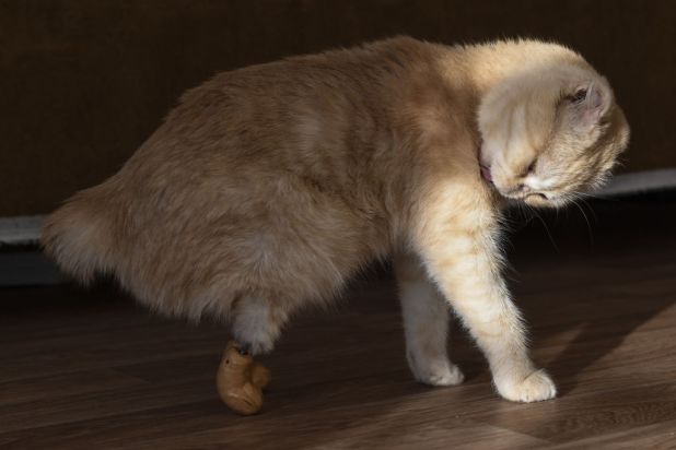 Monika foi o primeiro cão a receber a prótese, que já vinha sido testada em gatos – como é o caso de Ellis, que recebeu as novas patinhas em 2017. Crédito: Foto: Kirill KukhmarTASS via Getty Images)