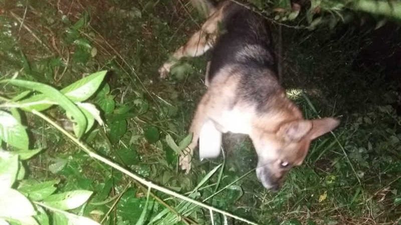 Cachorro é resgatado após ser amarrado e abandonado dentro de mata em SC