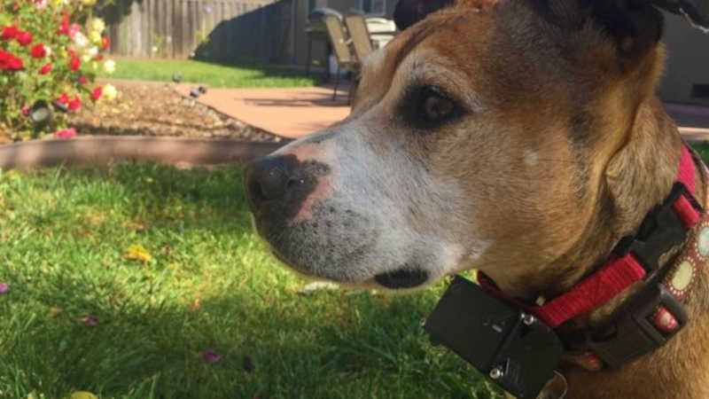Lei proíbe o uso de coleiras de choque para cachorros em Blumenau, SC
