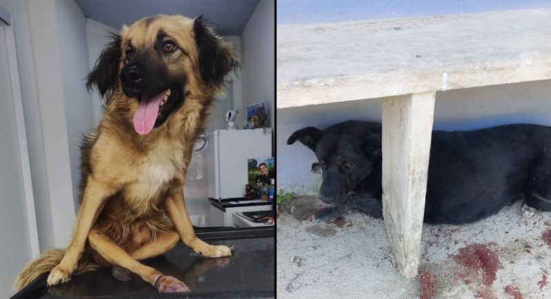 Acapra realiza resgate de dois cães em situação de vulnerabilidade em Brusque, SC; vídeo