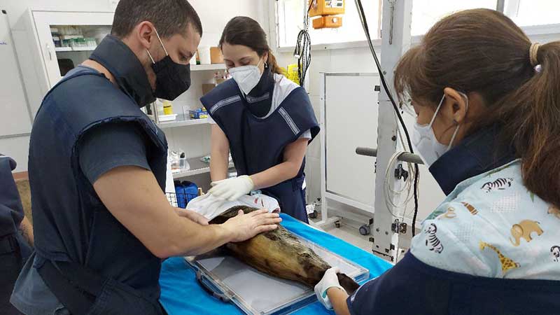 Lobo-marinho em reabilitação em Florianópolis (SC) elimina plástico pelas fezes