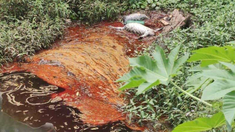 Jacarés são encontrados decapitados em poça de óleo em mangue de Florianópolis, SC