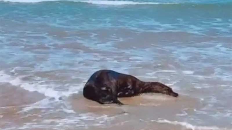 Leão-marinho é encontrado morto em praia de Florianópolis, SC