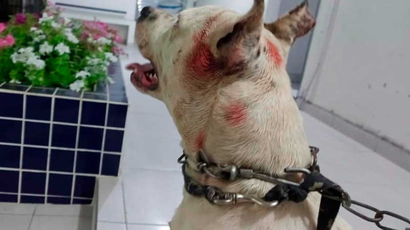 Populares denunciam tutor de animal por promover rinha entre cães em SC