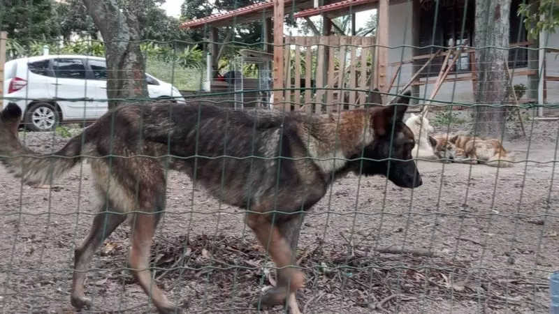 46 cachorros que sofriam maus tratos em canil de Jaguaruna (SC) ainda estão no local