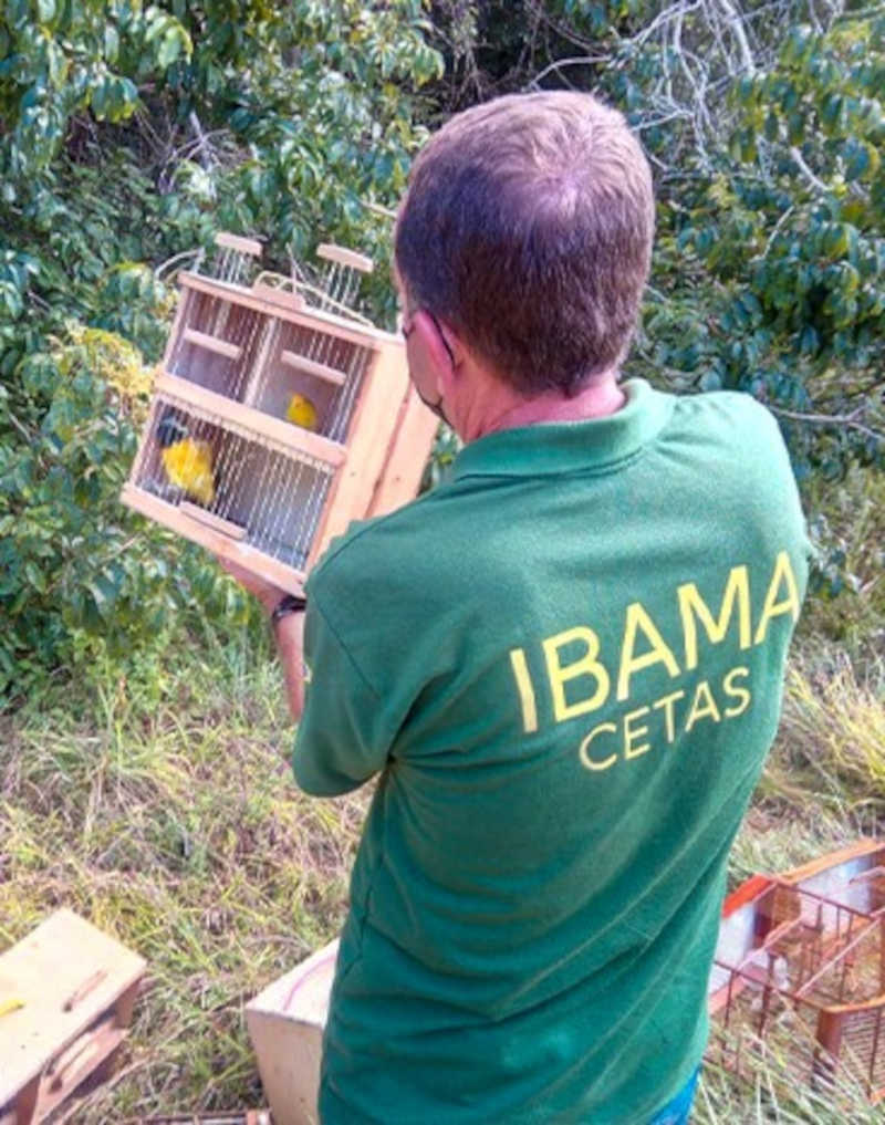 Cetas do Ibama em Sergipe recebe 59 pássaros em situação de maus-tratos