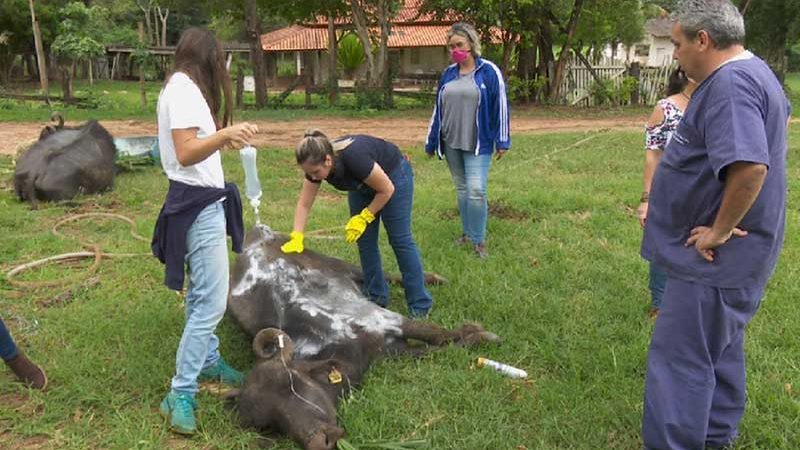 Voluntários deram alimentos e cuidados a búfulos em situação de abandono em fazenda de Brotas — Foto: Reprodução EPTV