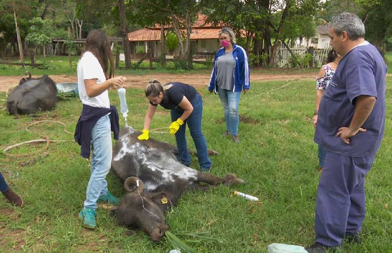 Dono de fazenda com búfalos em situação de maus-tratos é preso em Brotas, SP