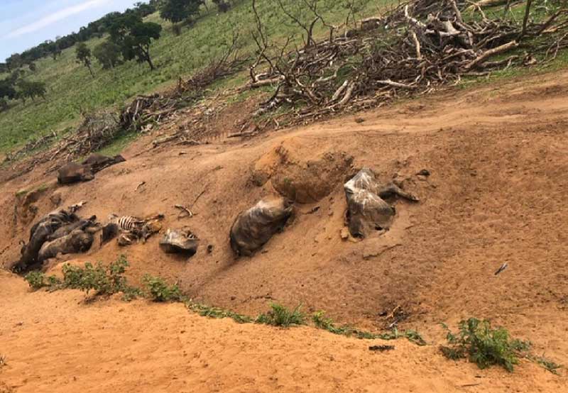 Polícia Ambiental encontrou 22 carcaças de búfalos em fazenda de Brotas — Foto: Divulgação