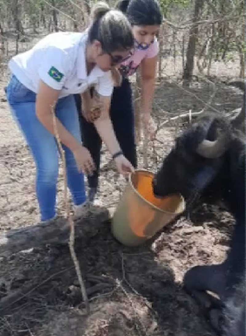 Voluntários tratam de búfalos que estavam em situação de abandono e maus-tratos em Brotas — Foto: Divulgação