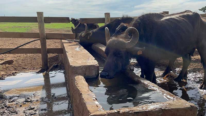 Búfalas de Brotas: entenda o que está acontecendo na fazenda onde animais foram encontrados em situação de abandono