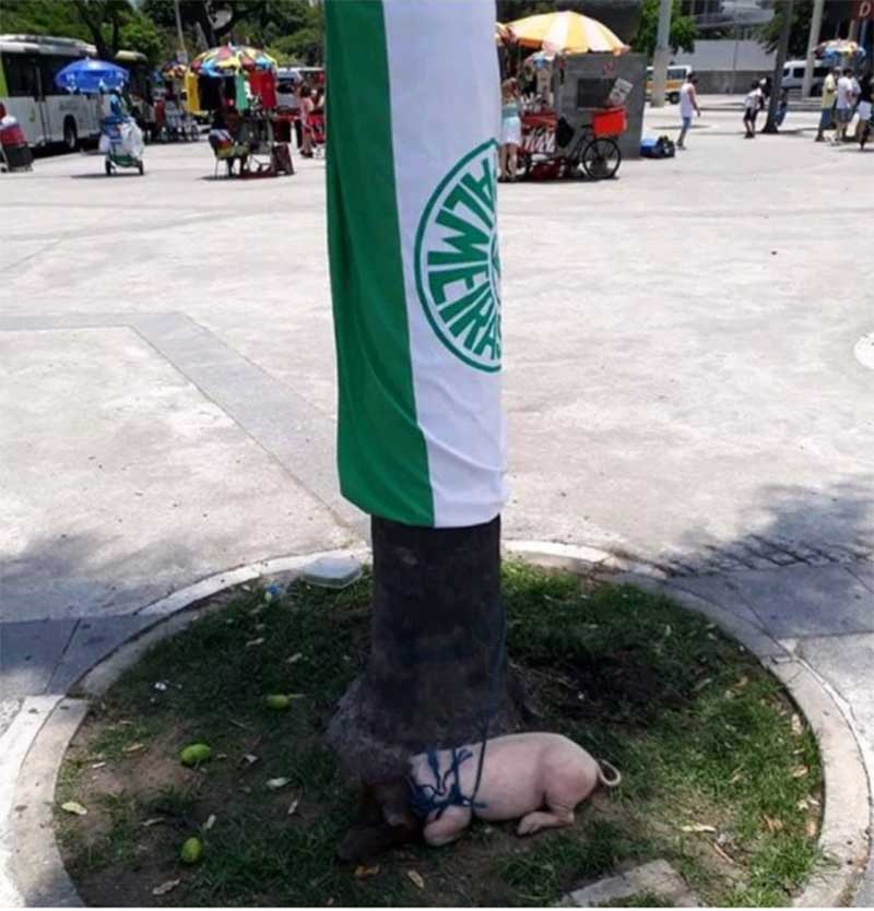 Flamenguista resgata porco amarrado na porta do Maracanã; bicho seria assado durante final da Libertadores