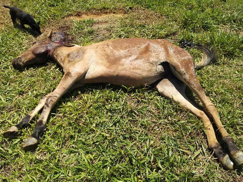 Homem maltrata mula e deixa animal ser comido vivo por urubus em Guaratinguetá, SP