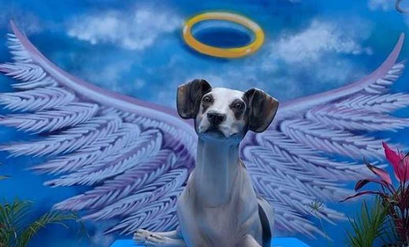 Cachorro Manchinha, morto por segurança do Carrefour em 2018, ganha monumento em Osasco, na Grande SP