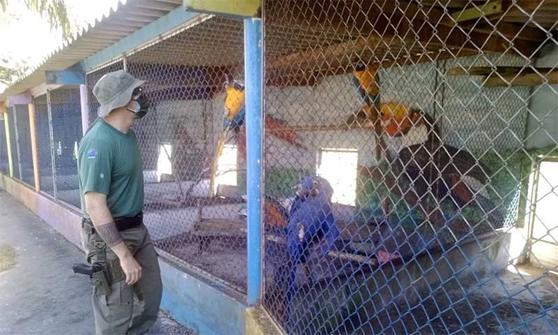 Ibama resgata araras e cobras píton e embarga hotel fazenda em terra indígena