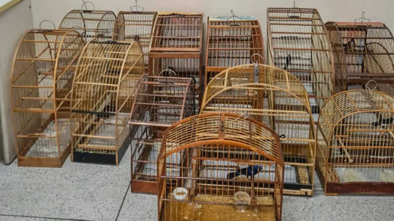 Após denúncias, Guarda Municipal de Poá (SP) apreende 88 pássaros e três saguis