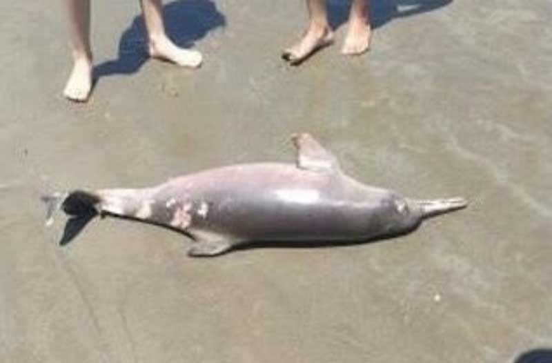 Toninha é encontrada morta em praia do litoral de SP