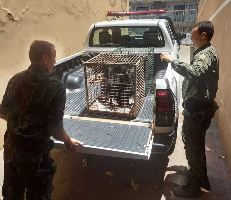 Fiscalização constatou maus-tratos a cães em Presidente Prudente (SP) — Foto: Polícia Militar Ambiental