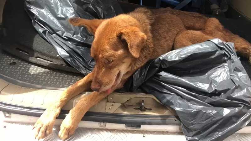 PM resgata cão vítima de maus-tratos em ferro-velho, em Ribeirão Preto, SP