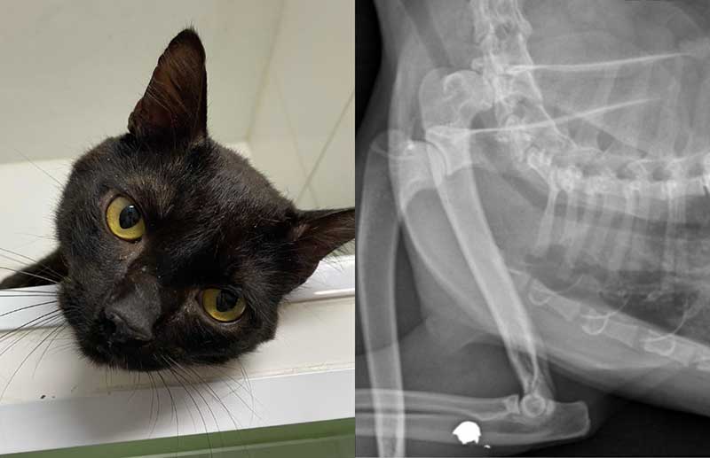 Gato faz raio-X e veterinárias acham projétil alojado dentro do animal em SP