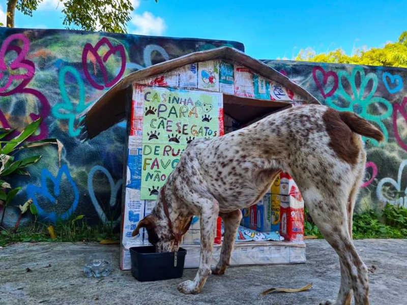 Projeto escolar que ajuda animais em situação de rua será homenageado em Santos, SP