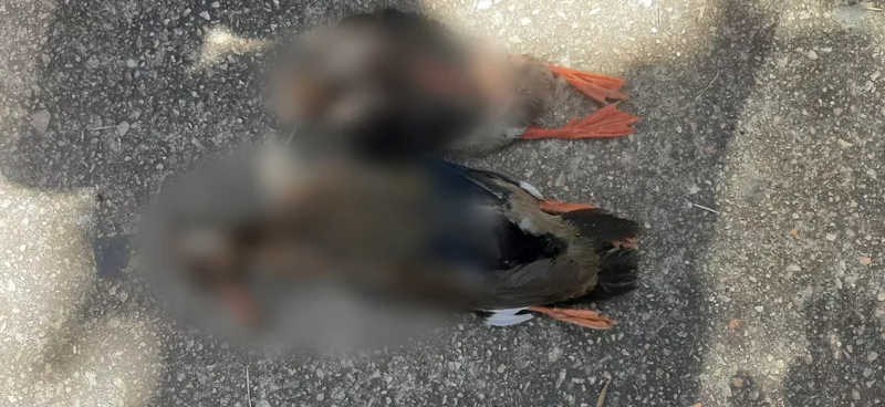 Polícia flagra dupla com espingarda e dois patos de espécie exótica mortos em Sorocaba, SP