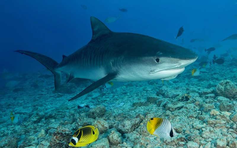 Ambientalistas denunciam recompensa por caça a tubarões em Ubatuba, litoral de SP